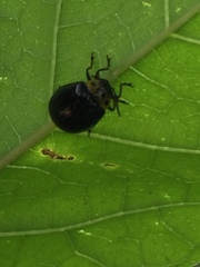 Morphosphaera japonica