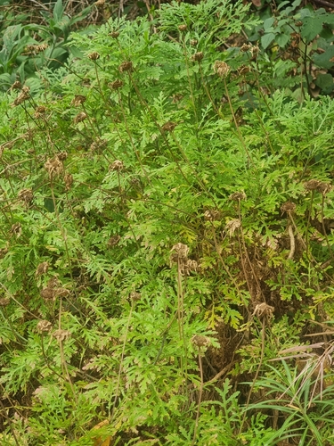 Argyranthemum dissectum (Argyranthemum dissectum)
