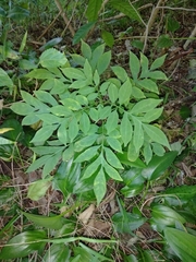 Solanum seaforthianum