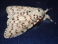 Lymantria nephrographa