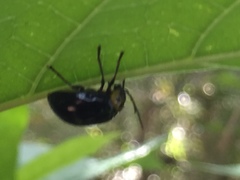 Morphosphaera japonica