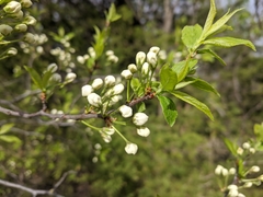 Prunus americana