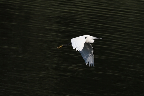 Garceta común (Egretta garzetta)