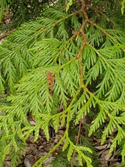 Thuja plicata