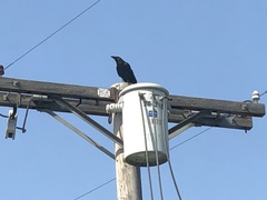 Corvus
