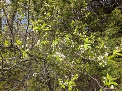 Prunus americana