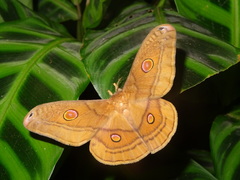 Opodiphthera rhythmica
