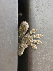 Gekko japonicus