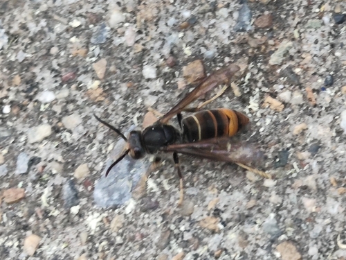 Yellow-legged Hornet