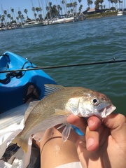 Genyonemus lineatus