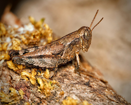 Common Maquis Grasshopper