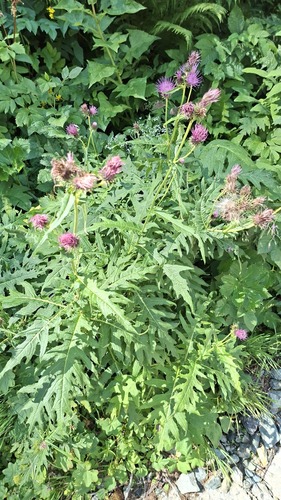 Cirsium alsophilum, photograph 5