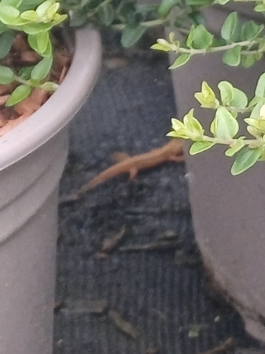 Striped Newt, Notophthalmus perstriatus