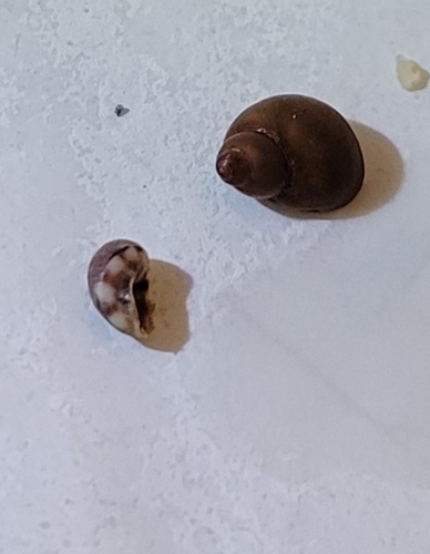 Lacuna unifasciata, 2026-07-30