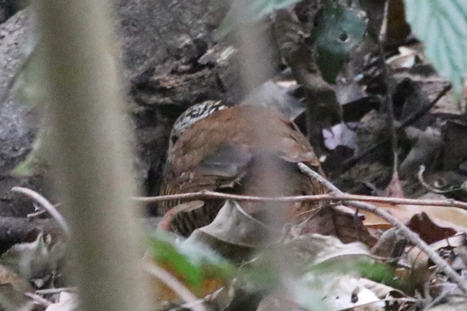 Eared Pitta