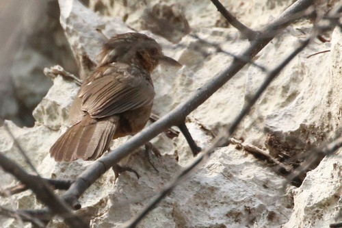 Rufous Limestone Babbler (Gypsophila calcicola), photo 10