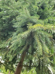 Pseudotsuga menziesii