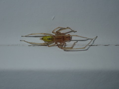 Cheiracanthium gracile