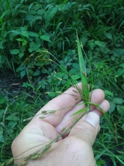 Scirpus divaricatus