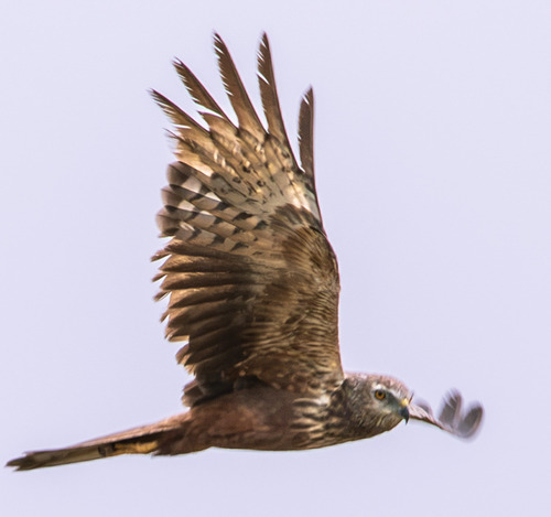 iNaturalist image