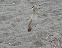 Burhinus superciliaris