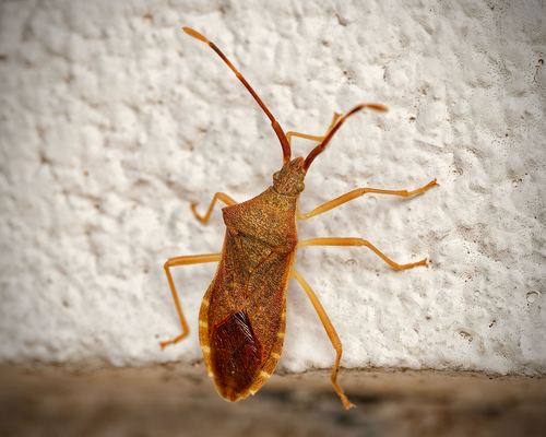 Box Bug