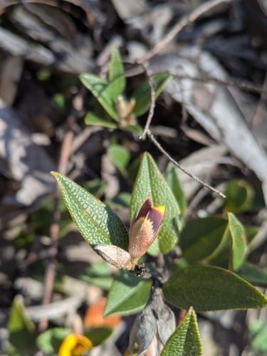 Mirbelia platylobioides