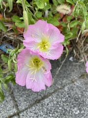 Oenothera speciosa