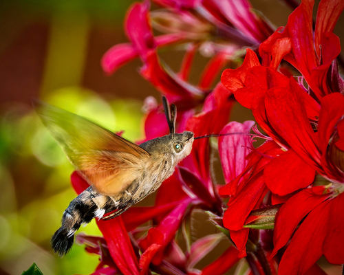 Eurasian Hummingbird Hawkmoth