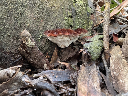 Postia pelliculosa