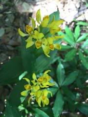 Cephalanthera falcata