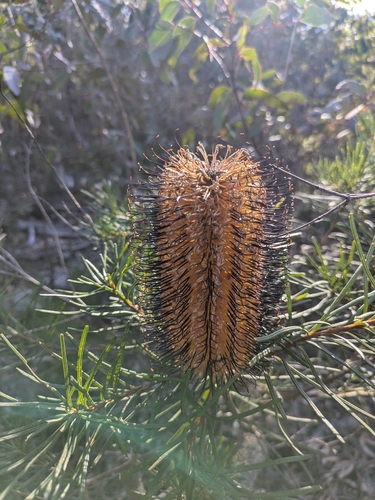 Hairpin Banksia