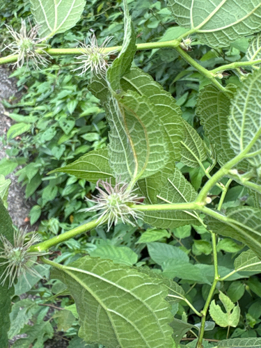 Broussonetia monoica, photograph 2