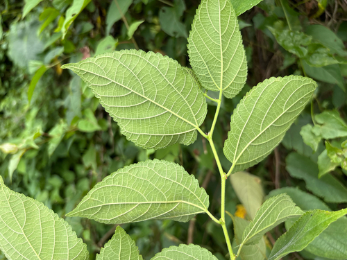Broussonetia monoica, photograph 3