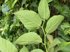 Broussonetia monoica, photograph (c) 黃美滿, some rights reserved (CC BY)