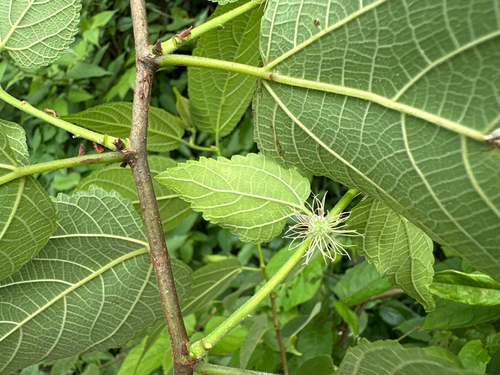 Broussonetia monoica, photograph 4
