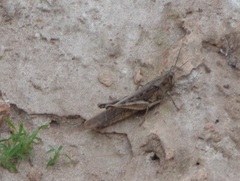 Schistocerca interrita