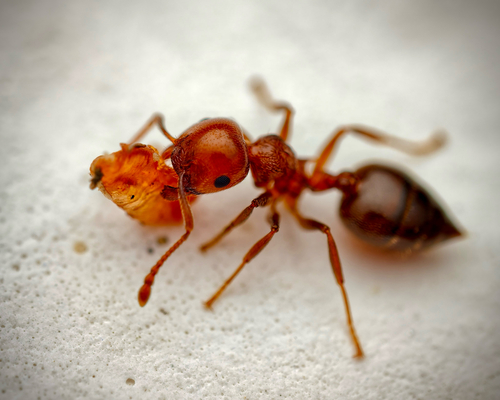 Schmidt's Cocktail Ant
