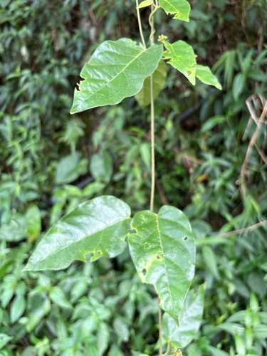 Marsdenia tinctoria, photograph 1