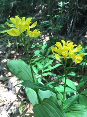 Cephalanthera falcata
