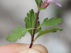 Teucrium lucidum, photograph (c) Louis Aureglia, some rights reserved (CC BY)