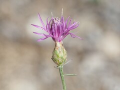 Centaurea paniculata, photograph (c) Louis Aureglia, some rights reserved (CC BY)
