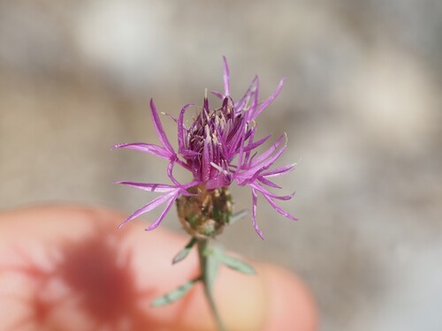 Centaurea paniculata, photograph 6