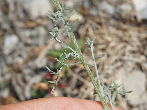 Centaurea paniculata, photograph 5