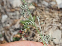 Centaurea paniculata, photograph (c) Louis Aureglia, some rights reserved (CC BY)