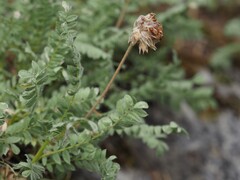 Anthyllis montana, photograph (c) Louis Aureglia, some rights reserved (CC BY)