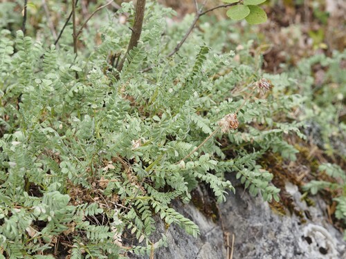 Anthyllis montana, photograph 3