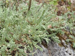 Anthyllis montana, photograph (c) Louis Aureglia, some rights reserved (CC BY)