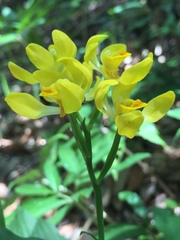 Cephalanthera falcata
