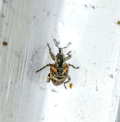Conotrachelus anaglypticus
